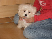 honden foto van justine