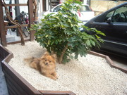 honden foto van isha