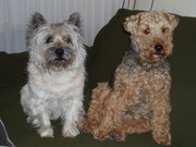 honden foto van Theo