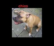 honden foto van Esmee