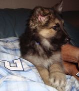 honden foto honden foto van Marina