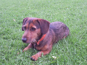 honden foto honden foto van Evelien