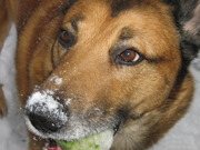 honden foto honden foto van Laura