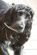 honden foto van Patricia Kleynen