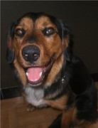 honden foto van Jina & Sunny