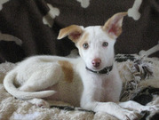 honden foto van Ariane