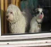 honden foto van Laura Snowy*  en Benjy