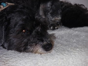 honden foto van Patricia & Rocky & Mandy & Moby