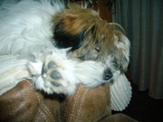 honden foto van chrisis
