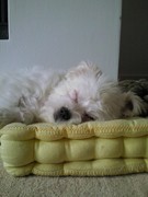 honden foto van Nicole