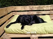 honden foto honden foto van Karin