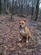 honden foto van Diana 