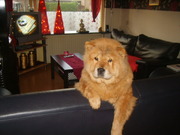 honden foto van Vaanii&&luna