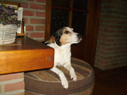 honden foto van Marlies