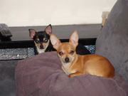 honden foto van lolita en louis