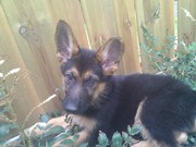 honden foto van chiel