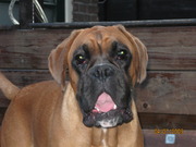 honden foto van joke