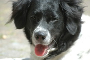 honden foto van Juno