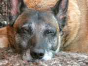 honden foto van Miranda