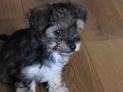 honden foto honden foto van Dafne & Pip