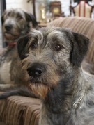 honden foto van Ierse Wolfshonden, my pride and Joy!