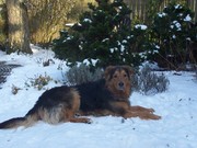 honden foto van Alie Nijhof