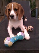 honden foto honden foto van Janneke