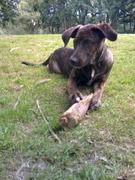 honden foto van Jippe