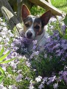 honden foto van femke