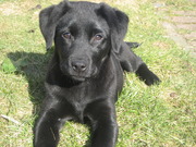 honden foto honden foto van Esther