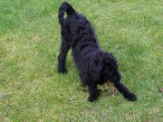 honden foto van bruce