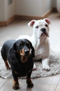 honden foto van Vincent&Daisy