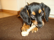 honden foto van linda