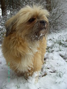 honden foto van Clompen