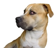 honden foto van Dusty