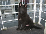 honden foto van trickje&sonja