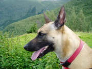 honden foto van ellen en zowie†