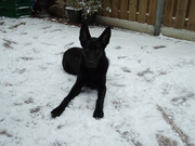 honden foto van Centho