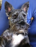 honden foto van Snorren