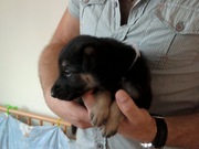 honden foto van rianne