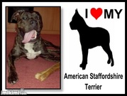 honden foto van Fam Heij