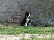 honden foto van Kelly Cleenwerck