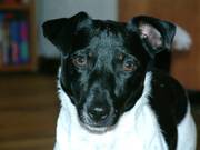 honden foto honden foto van Marieke Kuipers