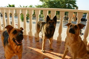 honden foto van vicky