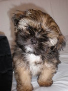 honden foto van Mireille