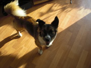 honden foto van Alexandra