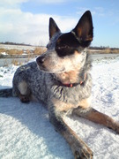 honden foto van Linda