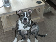 honden foto honden foto van Ashley