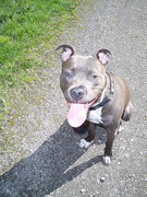 honden foto van kevh