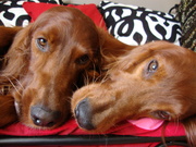honden foto van Annelies